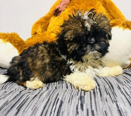 Venta de Mascotas Santiago Santiago - Fotos de Shih tzu padres ala vista
