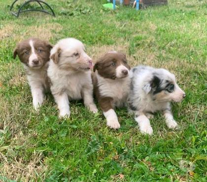 Mascotas en Venta Buin Maipo - Fotos de Cachorros border collie finos