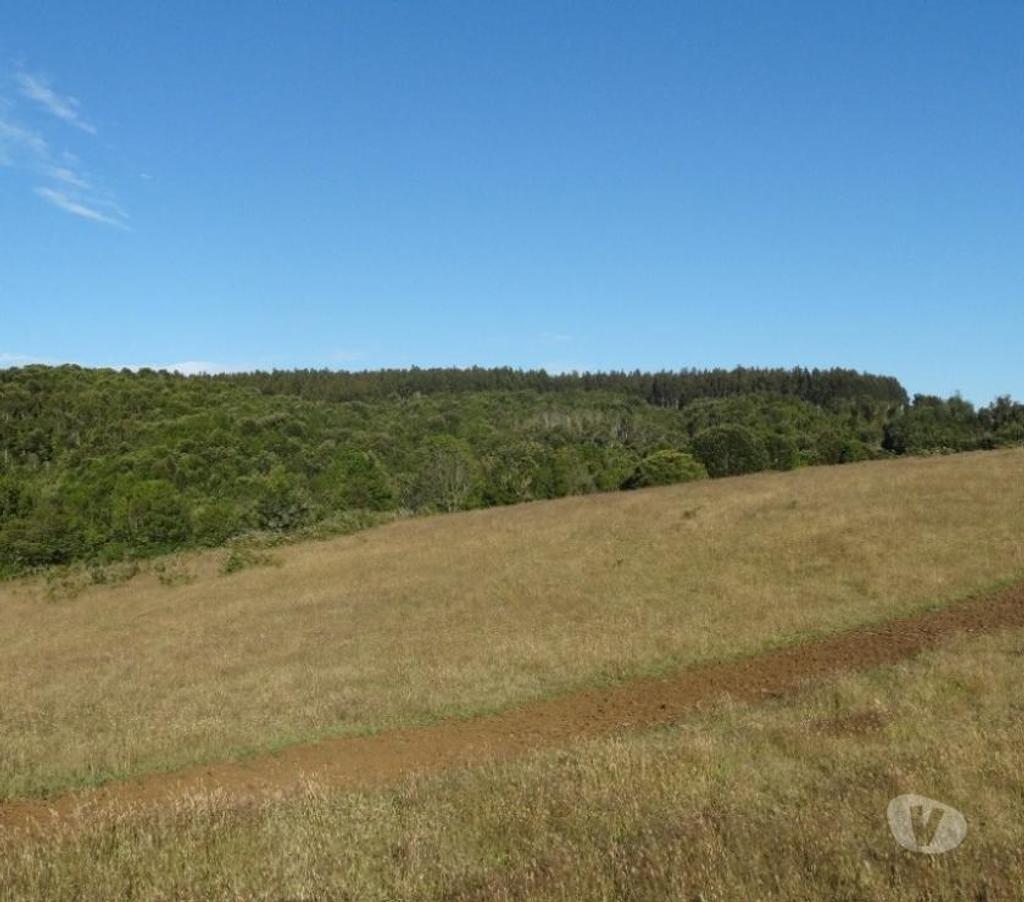 Parcelas en Venta Llanquihue Fresia - Fotos de VENTA DE TERRENO EN FRESIA.