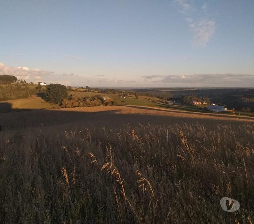 Parcelas en Venta Llanquihue Fresia - Fotos de VENTA DE 36 HECTAREAS EN COMUNA DE FRESIA.