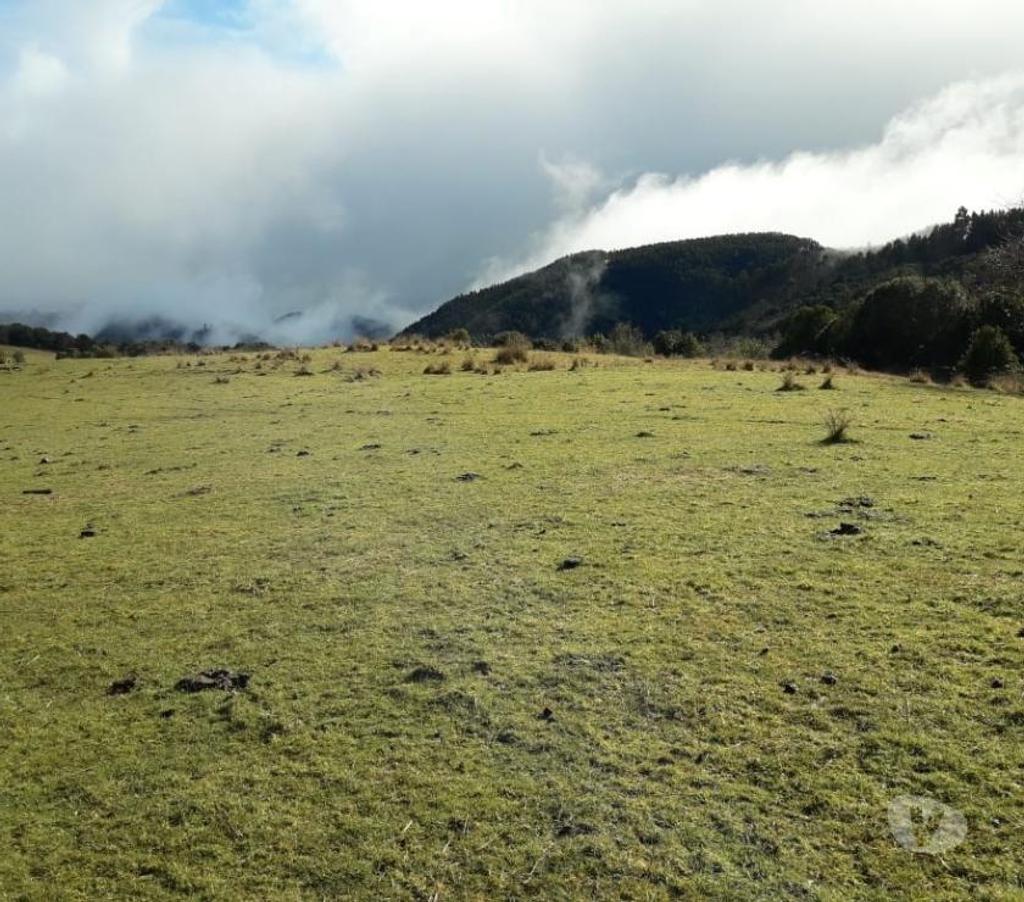 Parcelas en Venta Llanquihue Fresia - Fotos de VENTA DE 36 HECTAREAS EN COMUNA DE FRESIA.
