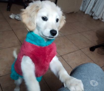 Perros en Venta La Florida Santiago - Fotos de REGALO CACHORRA GOLDEN RETRIEVER
