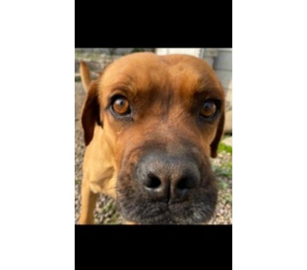 Adopción ed Animales Santiago Santiago - Fotos de GRINGO, mezcla Perdiguero Portugués