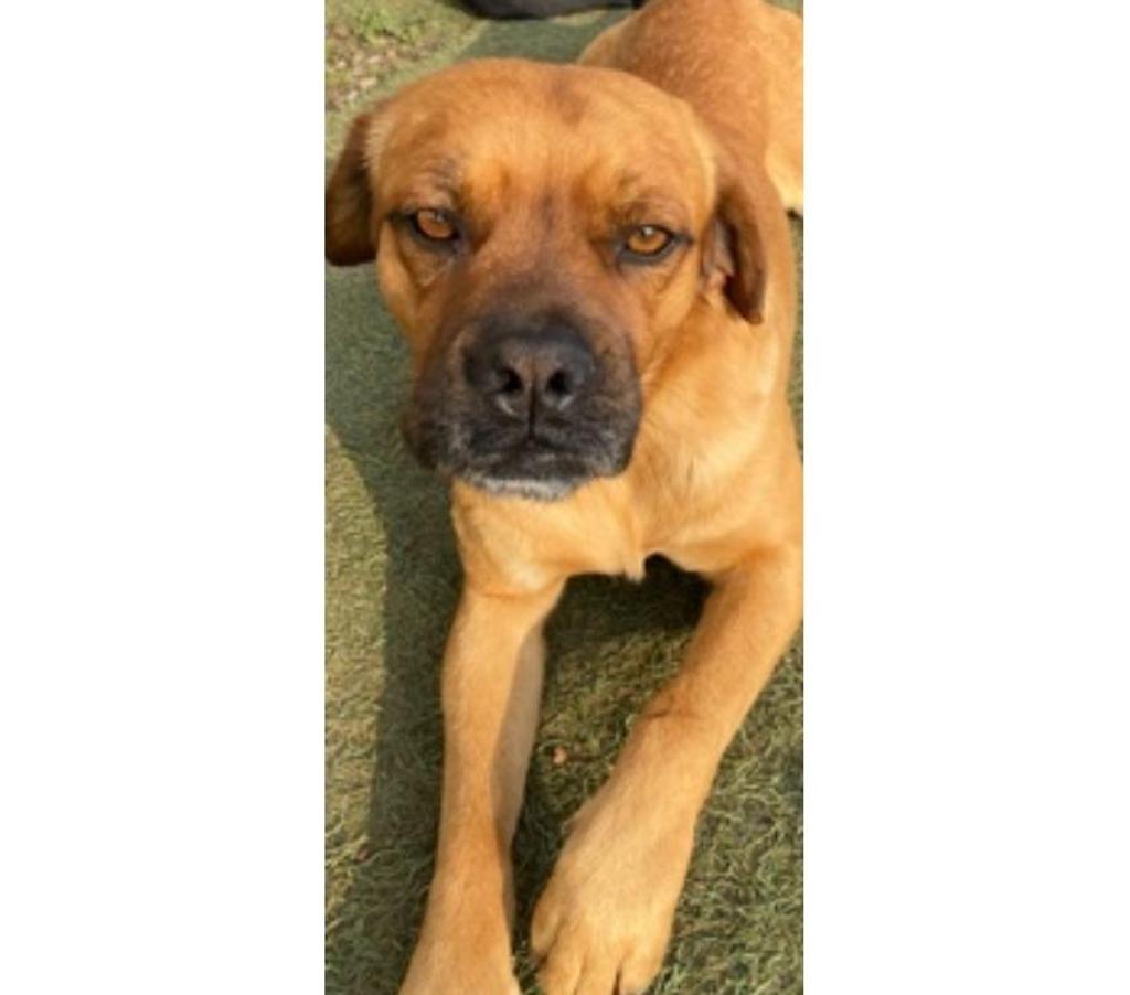 Adopción ed Animales Santiago Santiago - Fotos de GRINGO, mezcla Perdiguero Portugués