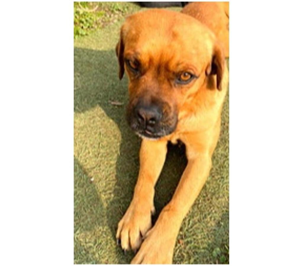 Adopción ed Animales Santiago Santiago - Fotos de GRINGO, mezcla Perdiguero Portugués