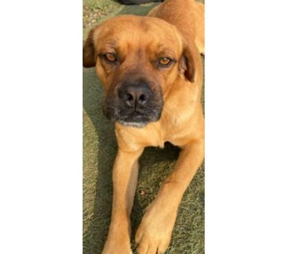 Adopción ed Animales Santiago Santiago - Fotos de GRINGO, mezcla Perdiguero Portugués