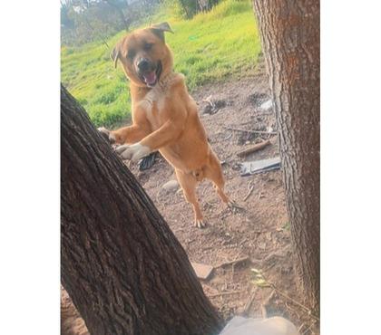 Adopción ed Animales Santiago Santiago - Fotos de TOBY, mezcla Black Mouth Cur