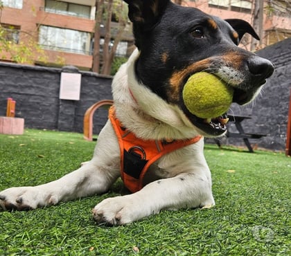 Adopción de Perros Las Condes Santiago - Fotos de Fox Terrier Chileno con Basset Hound para DEPTO