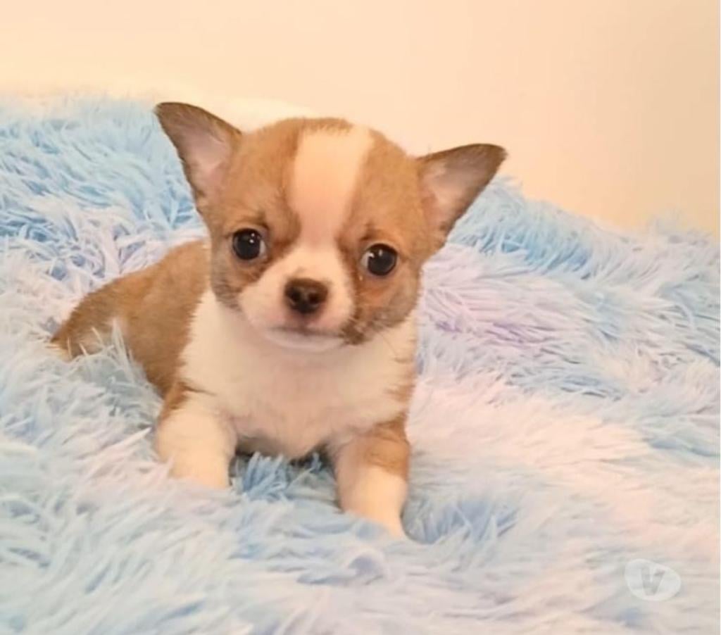 Gatos en Venta Ñuble Chillán - Fotos de Chihuahua machos
