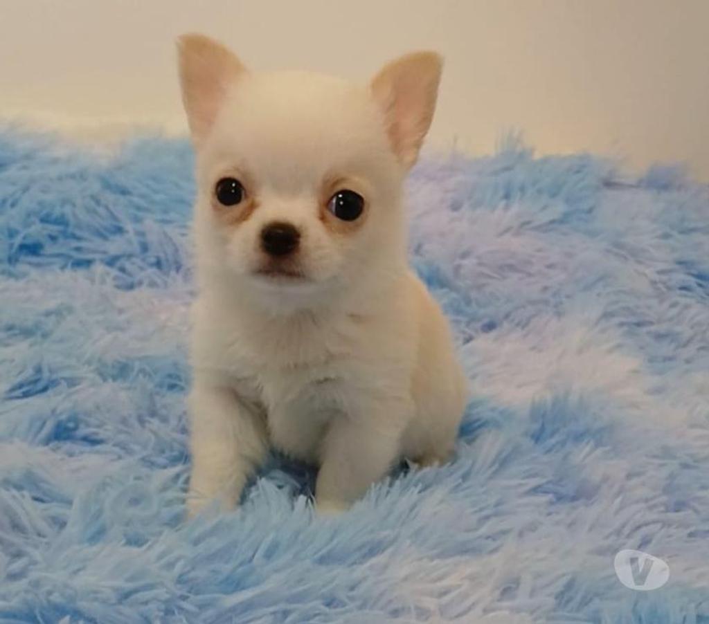 Gatos en Venta Ñuble Chillán - Fotos de Chihuahua machos