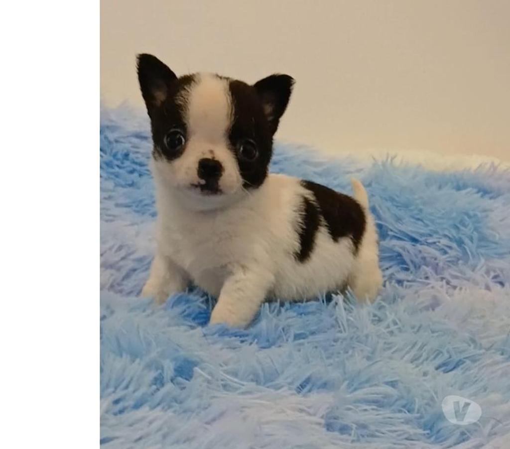 Gatos en Venta Ñuble Chillán - Fotos de Chihuahua machos