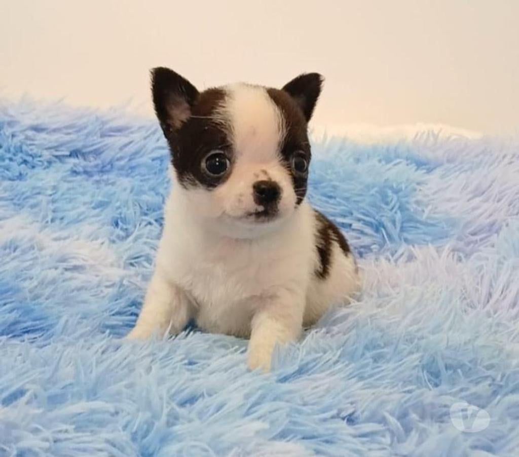Gatos en Venta Ñuble Chillán - Fotos de Chihuahua machos