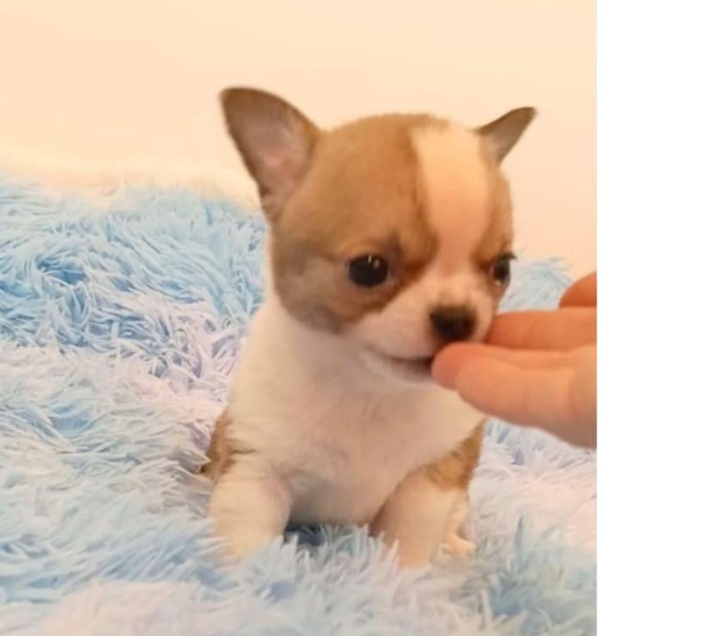 Gatos en Venta Ñuble Chillán - Fotos de Chihuahua machos