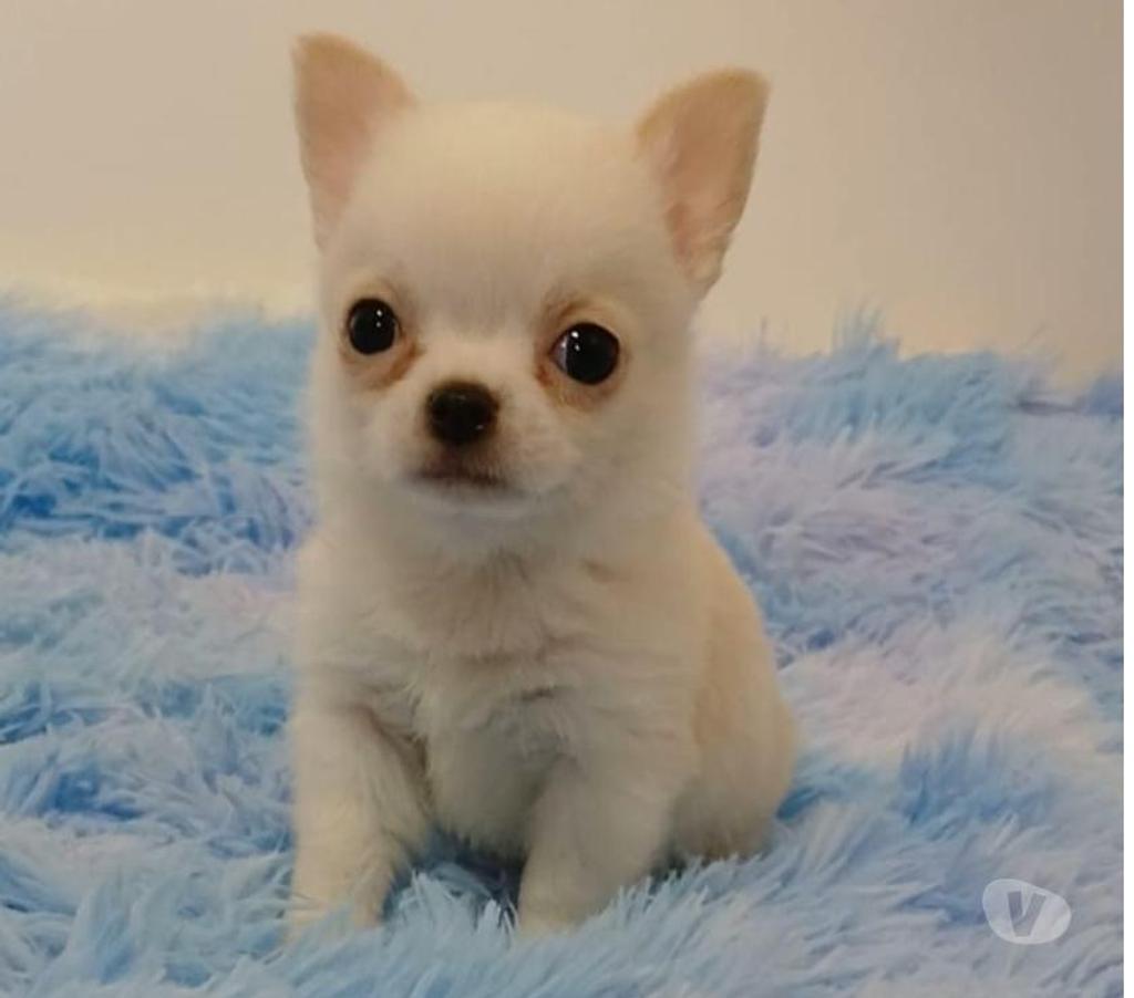 Gatos en Venta Ñuble Chillán - Fotos de Chihuahua machos