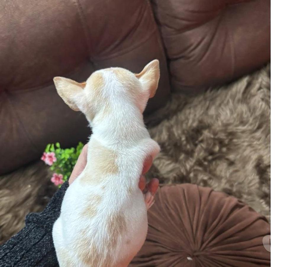 Gatos en Venta Santiago La Cisterna - Fotos de Hermoso chihuahua