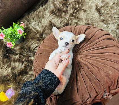 Mascotas en Venta La Cisterna Santiago - Fotos de Hermoso chihuahua