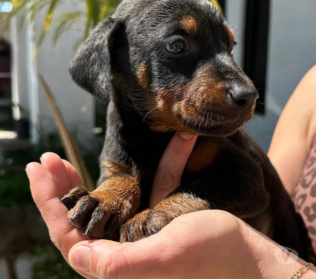 Gatos en Venta Santiago Santiago - Fotos de Cachorros doberman