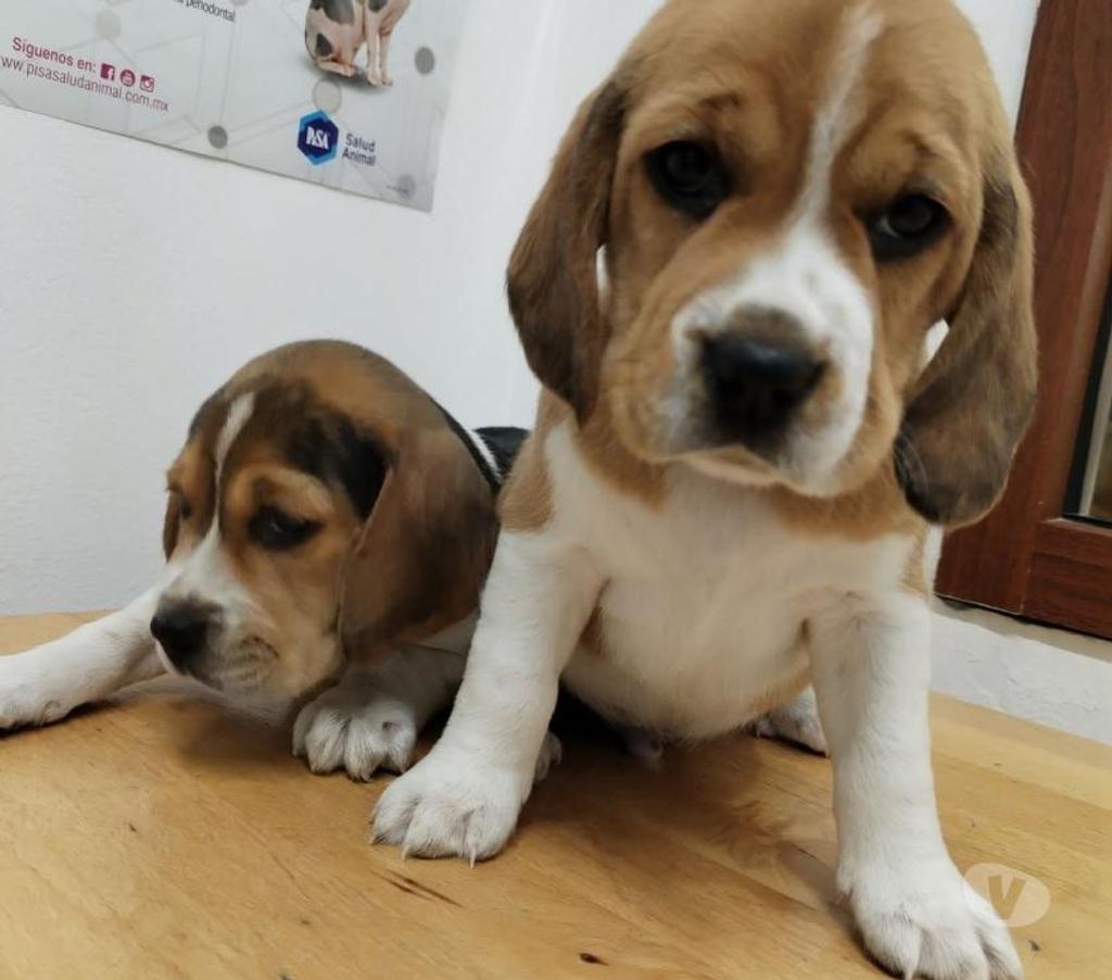 Gatos en Venta Santiago Santiago - Fotos de Cachorros beagles