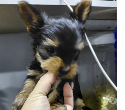 Mascotas en Venta La Pintana Santiago - Fotos de Vendo Yorkshire toy