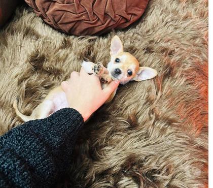 Venta de Mascotas La Cisterna Santiago - Fotos de Hembrita chihuahua hermosa económica