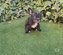 cachorros Bulldog frances