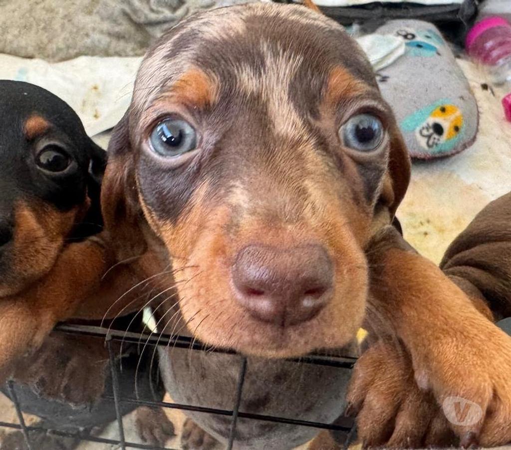 Gatos en Venta Arica Arica - Fotos de Perros salchicha chocolate arlequín y plata arlequín