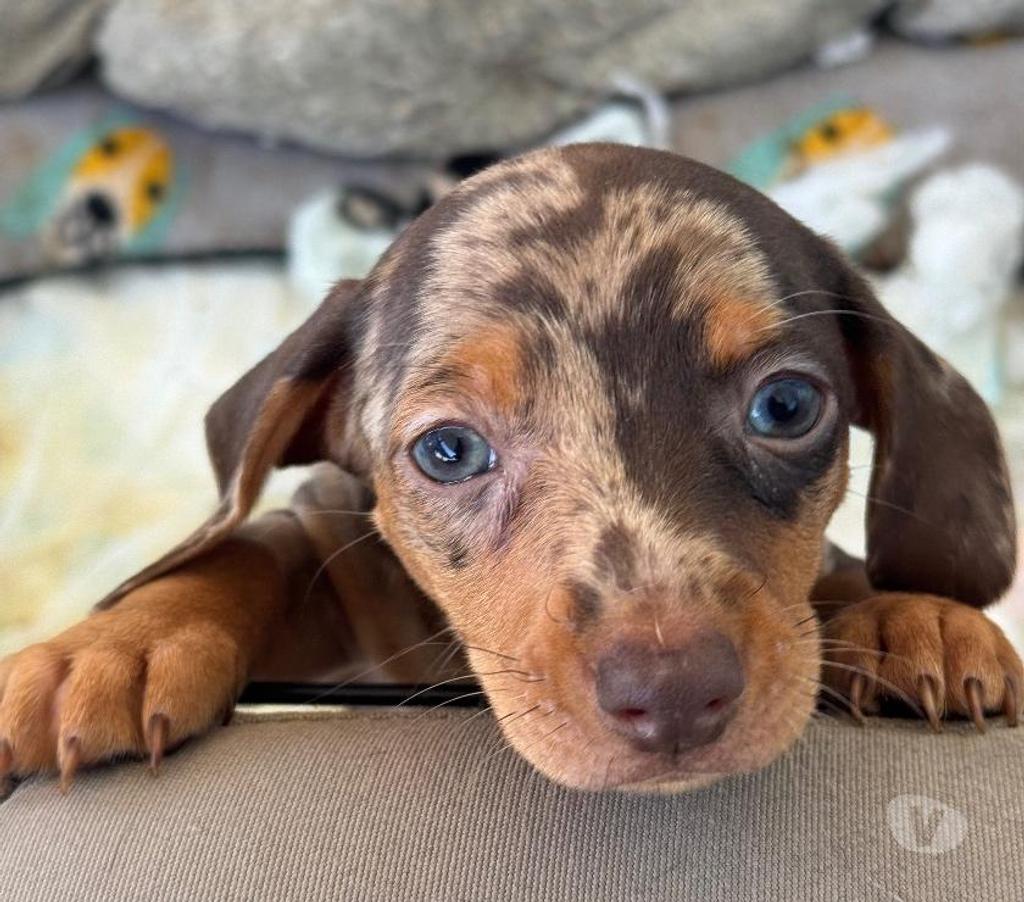 Gatos en Venta Arica Arica - Fotos de Perros salchicha chocolate arlequín y plata arlequín