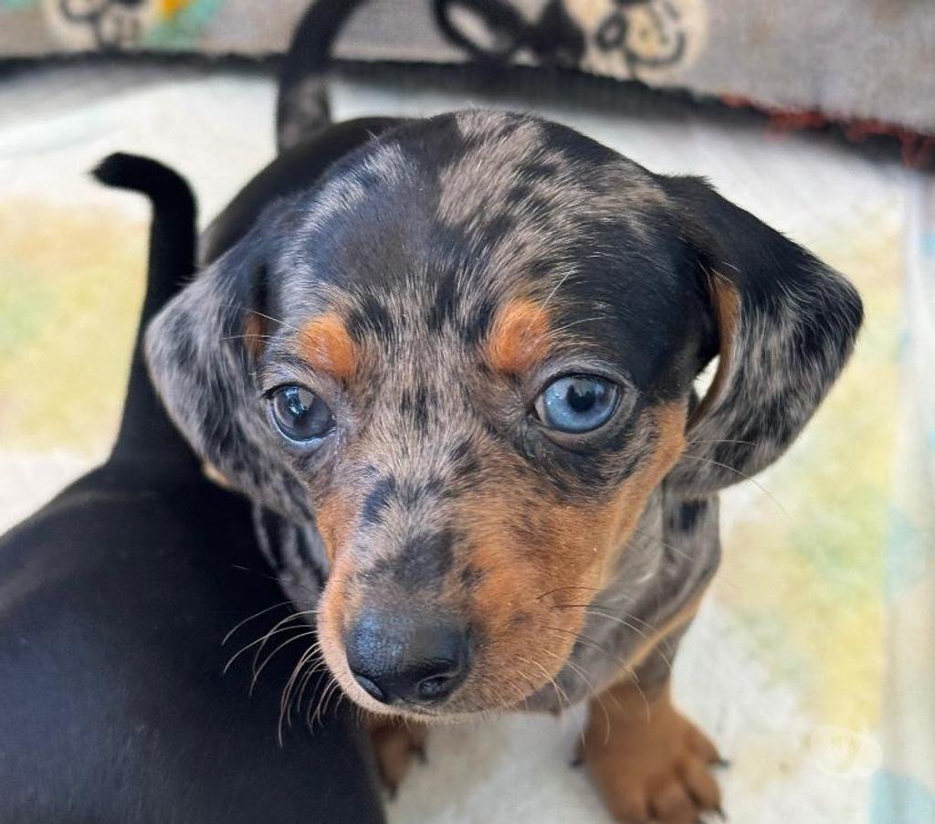 Gatos en Venta Arica Arica - Fotos de Perros salchicha chocolate arlequín y plata arlequín