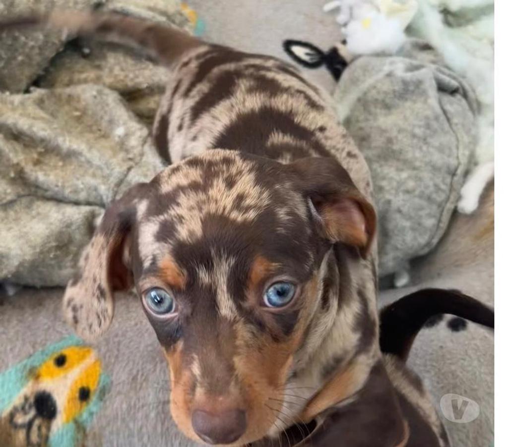 Gatos en Venta Arica Arica - Fotos de Perros salchicha chocolate arlequín y plata arlequín