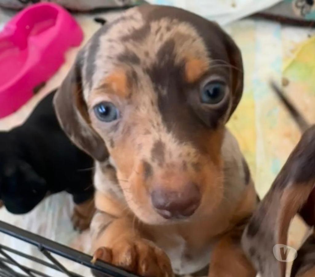 Gatos en Venta Arica Arica - Fotos de Perros salchicha chocolate arlequín y plata arlequín