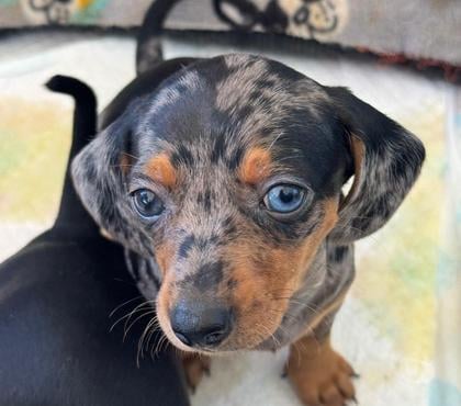 Perros en Venta Arica Arica - Fotos de Perros salchicha chocolate arlequín y plata arlequín