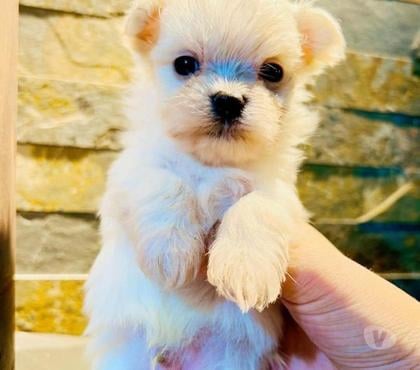 Mascotas en Venta Macul Santiago - Fotos de Poodle y maltes mini toy $100.000