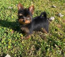 Cachorra Yorkshire tamaño pequeña