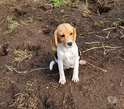 Venta de Mascotas Frutillar Llanquihue - Fotos de Beagles cachorros