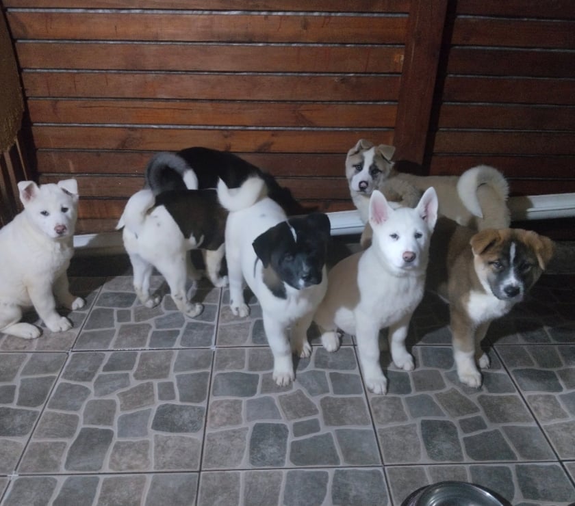 Mascotas en Chile San Nicolás Ñuble - Fotos de Akitas americanos