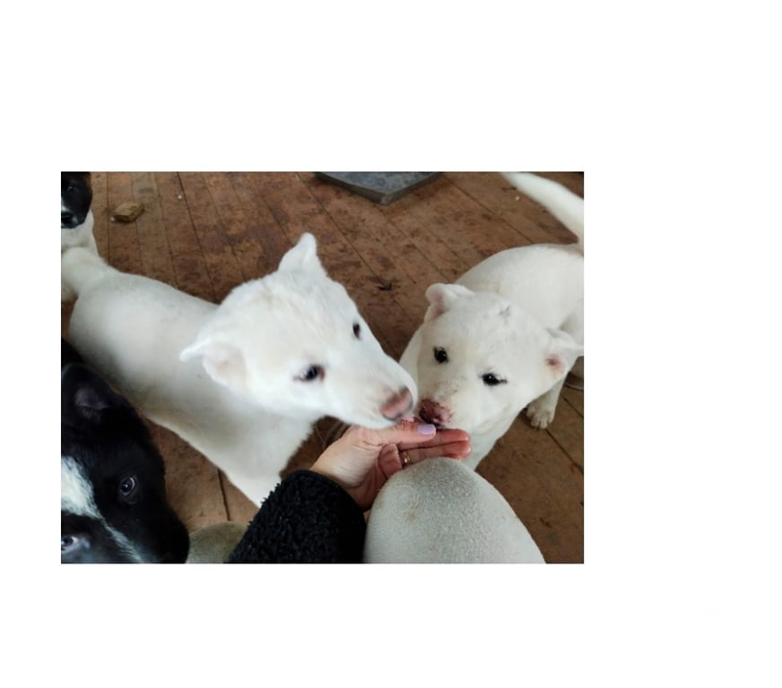 Gatos en Venta Ñuble San Nicolás - Fotos de Akitas americanos