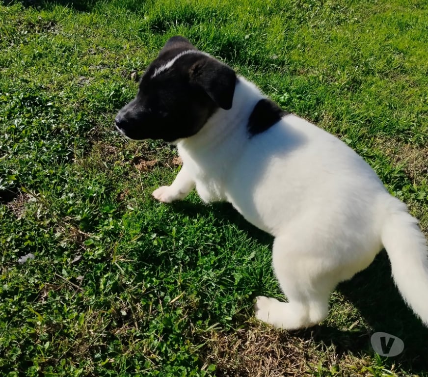 Gatos en Venta Ñuble San Nicolás - Fotos de Akitas americanos