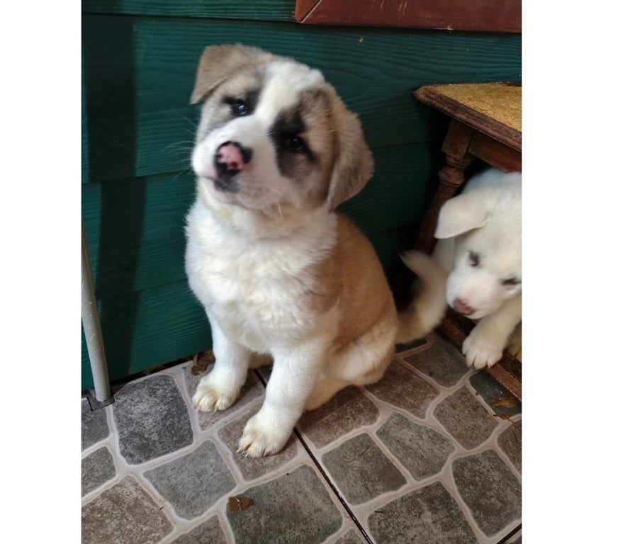 Gatos en Venta Ñuble San Nicolás - Fotos de Akitas americanos