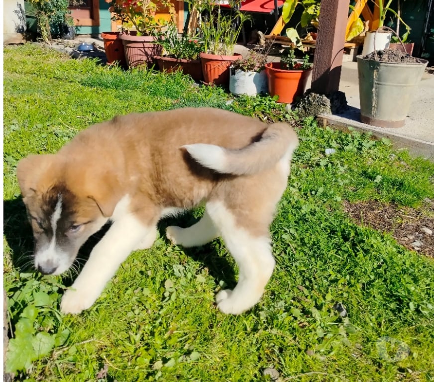 Gatos en Venta Ñuble San Nicolás - Fotos de Akitas americanos