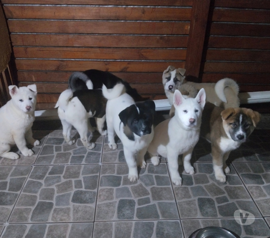 Gatos en Venta Ñuble San Nicolás - Fotos de Akitas americanos