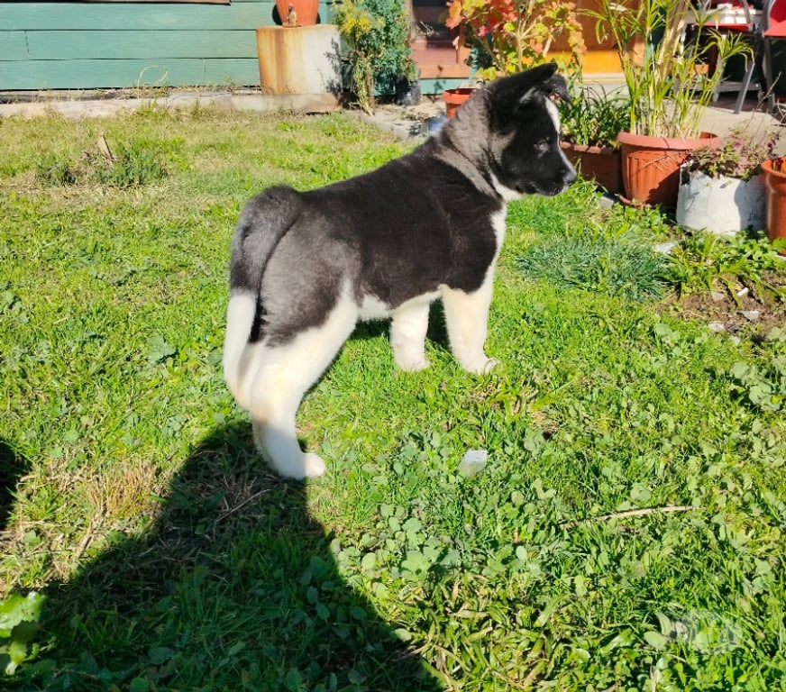 Gatos en Venta Ñuble San Nicolás - Fotos de Akitas americanos