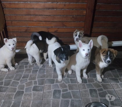 Mascotas en Chile San Nicolás Ñuble - Fotos de Akitas americanos