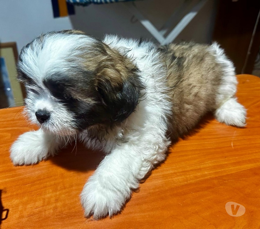 Gatos en Venta Santiago Ñuñoa - Fotos de ShihTzu machito disponible