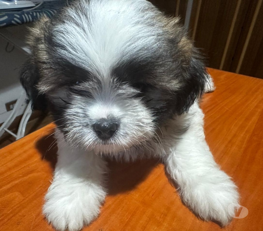 Gatos en Venta Santiago Ñuñoa - Fotos de ShihTzu machito disponible
