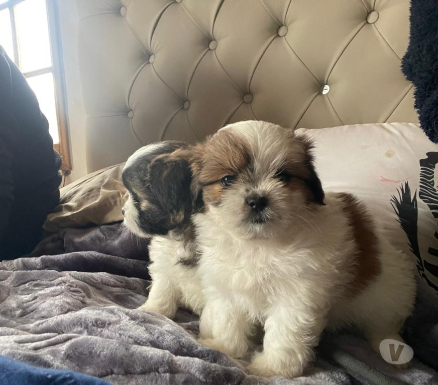 Gatos en Venta Santiago Ñuñoa - Fotos de ShihTzu machito disponible