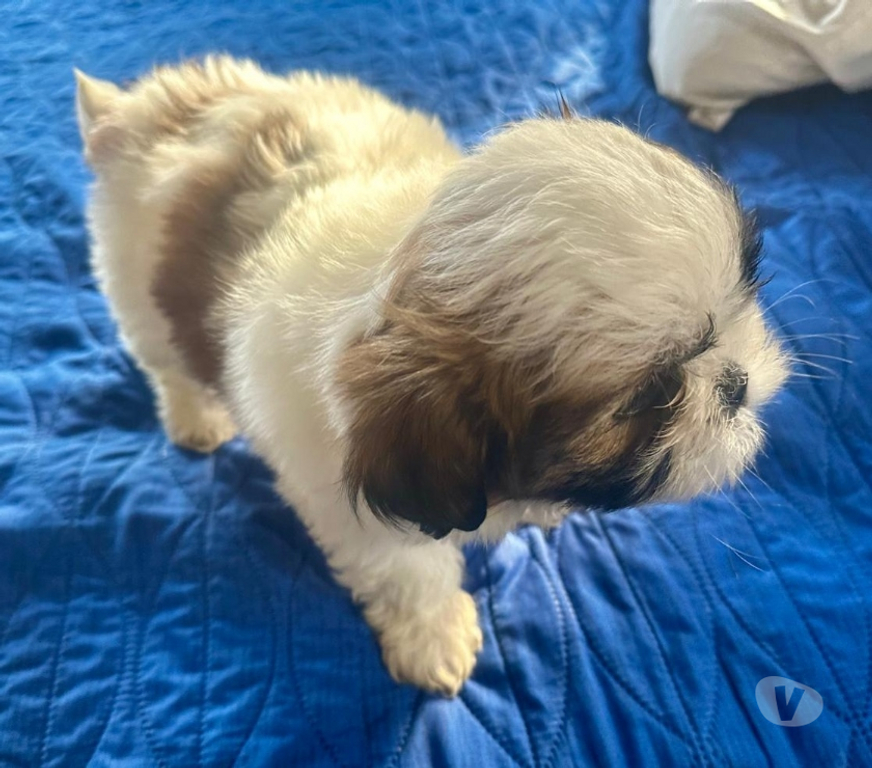 Gatos en Venta Santiago Ñuñoa - Fotos de ShihTzu machito disponible