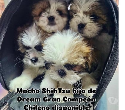 Perros en Venta Ñuñoa Santiago - Fotos de ShihTzu machito disponible
