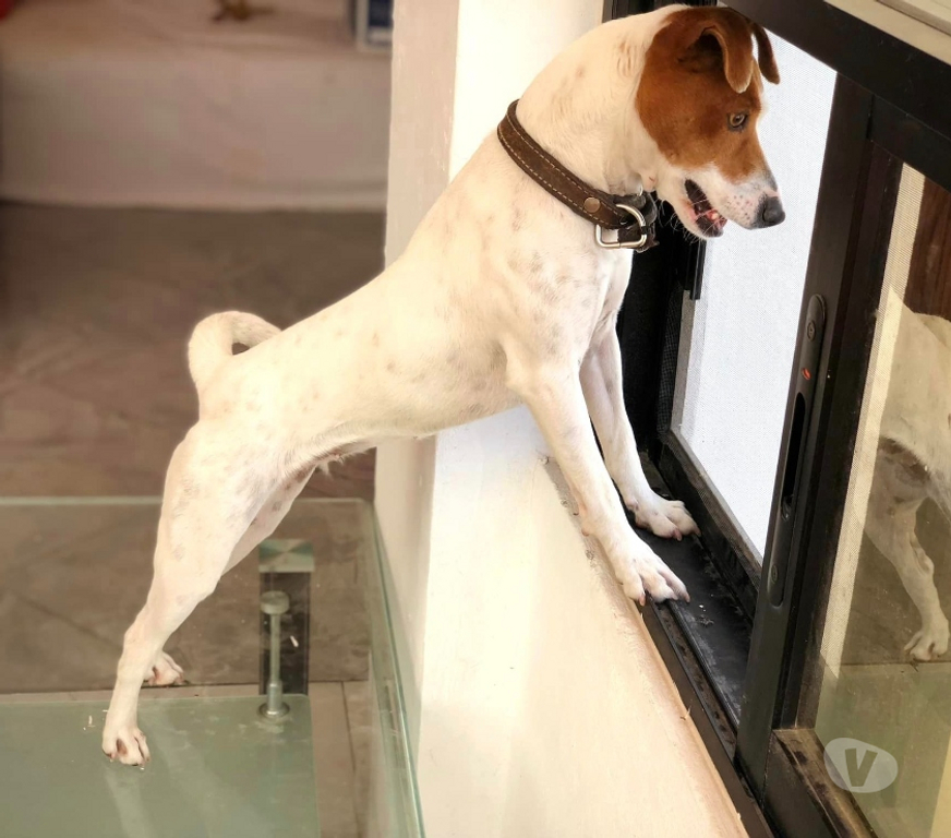 Gatos en Venta Santiago Las Condes - Fotos de Hermosos Cachorros Fox Terrier