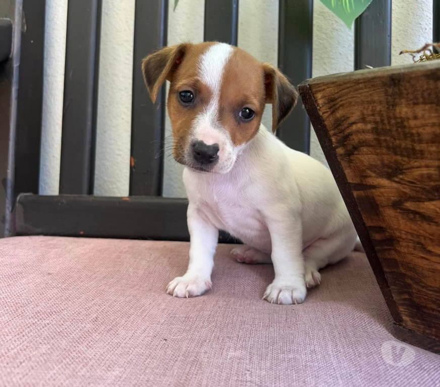 Gatos en Venta Santiago Las Condes - Fotos de Hermosos Cachorros Fox Terrier