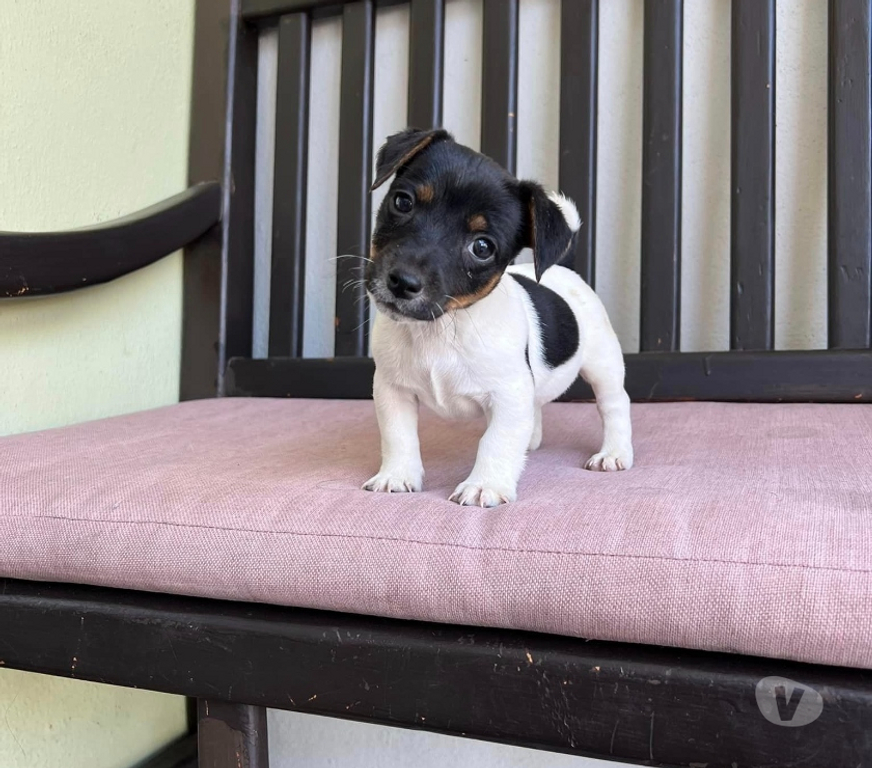 Gatos en Venta Santiago Las Condes - Fotos de Hermosos Cachorros Fox Terrier